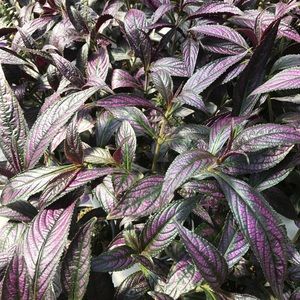 Meet your Posher, Aly